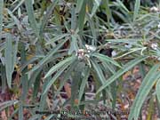 Foliage of Velvet Kerrawang Commersonia salviifolia