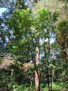 White Laceflower Tree Archidendron hendersonii