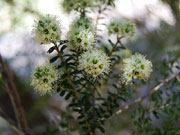Flower Wild May Kunzea flavescens