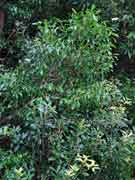 Woolly Brush Apple Mischocarpus lachnocarpus Woolly Pear-fruit