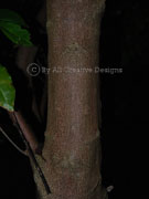 Yellow Acronychia Sarcomelicope simplicifolia Bark