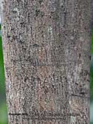 Yellow Boxwood, Planchonella myrsinodendron Bark