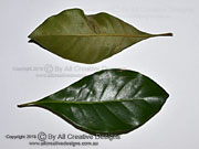 Leaves of Yellow Boxwood, Planchonella myrsinodendron