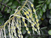 Fruit of Sophora tomentosa Yellow Necklacepod