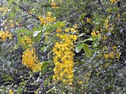  Flower Yellow Shower Cassia queenslandica
