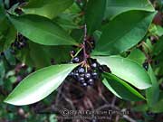 Fruit of SHOE-BUTTON ARDISIA Ardisia ellipica